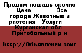 Продам лошадь срочно › Цена ­ 30 000 - Все города Животные и растения » Услуги   . Курганская обл.,Притобольный р-н